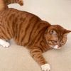 garfield_the_explorer