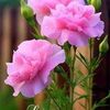 ananthan.ananthan44
