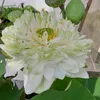 huynhlien911