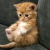 reinelbrxr