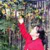 tuyen.bich988