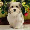 havanathehavanese