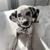 adele_ad0pt