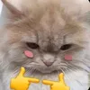 to.ten.la.bong.a