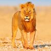 saif.ullah68899