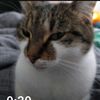 cat_art022