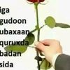 abdullah.cali.ord