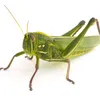Kanye North the Grasshopper