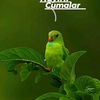 safia_065