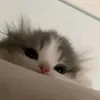 _ngdplam