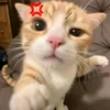 minh.chin0534