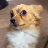 ositothechihuahua