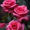 user1410845306208