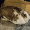 flopsy_attack_vr