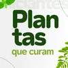 Plantas Que Curam