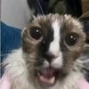 sillylilkat1