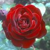 abdulghafar.mukhl
