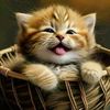 basmalaahmed4949