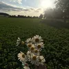 tereza_panda