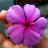 alif.dhafa99