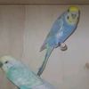peri_mx