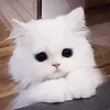 thanhtrucc.0512