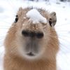 capibarita06