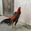 ayam_jantan.1