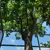 maybackngoc2