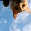 cloudzies_x