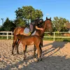 nn._.equestrian