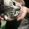 nim.meothy1