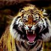 sancang.lodaya0