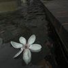 nanaascoree