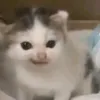 sssssbbbbb11111