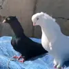 barshkurdy2