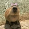 capybaraa204