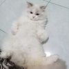 mamatigade_3d