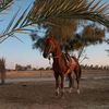 mohamed.al3390