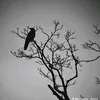 kieuquyenn13