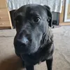 labradorschferhun