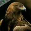user8501008351302