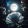 🌔نــــ الظلام ـــــور🌔