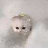 miau0426