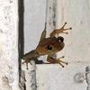 coqui4s