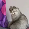 nastozka