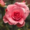 fleur.dorange35