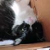 catsare_cute7