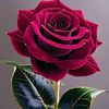 shabir.shabir037