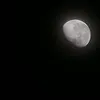 wolfdugi